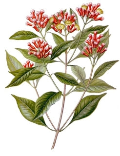 Illustration Gewürznelken