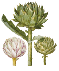 Illustration Artischocke