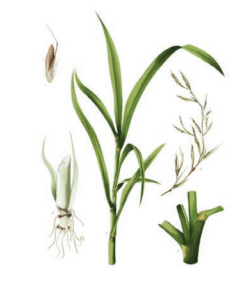 Illustration Citronellagras 